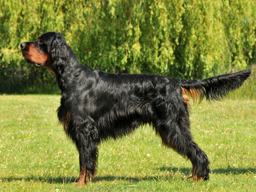 Gordon Setter dog
