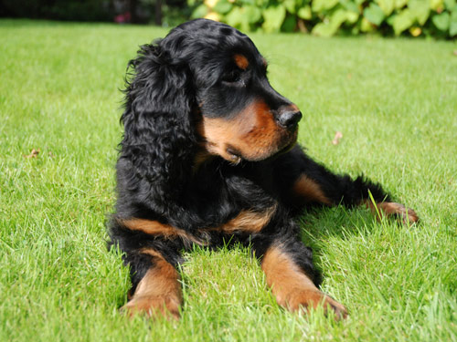 Gordon Setter dog