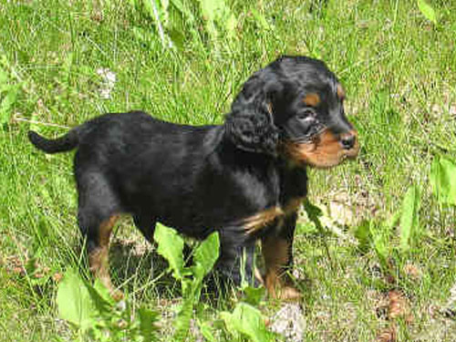 Gordon Setter dog