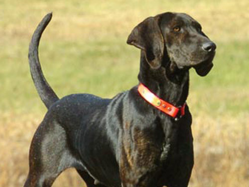 American English Coonhound dog