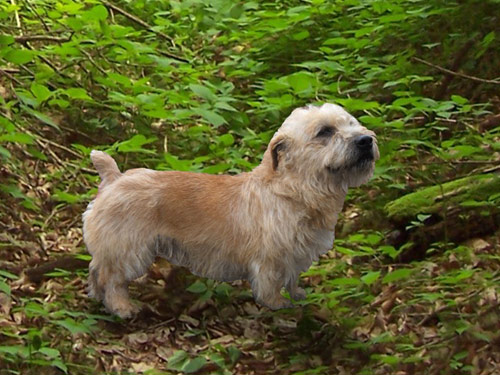 Glen of Imaal Terrier dog