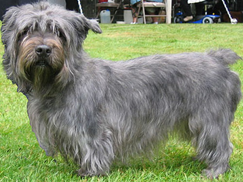 Glen of Imaal Terrier dog