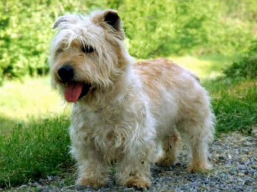 Glen of Imaal Terrier dog
