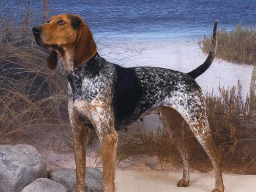 American English Coonhound dog