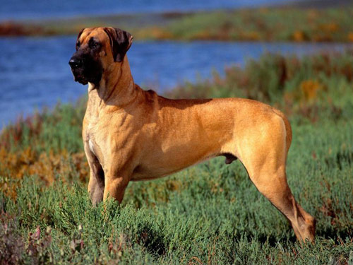 Great Dane dog pictures