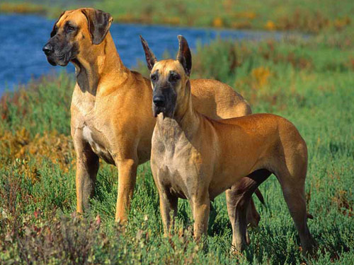 Great Dane dog pictures