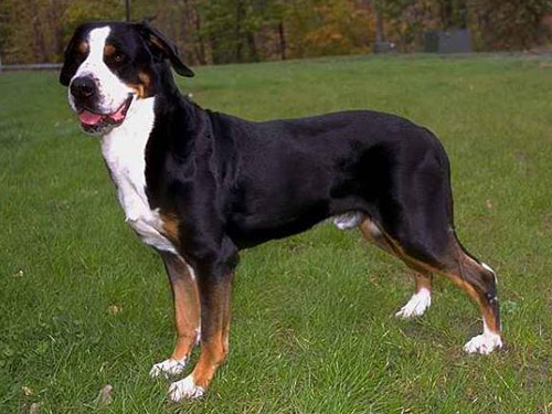 Greater Swiss Mountain  dog