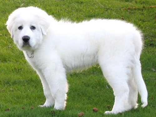 Great Pyrenees dog