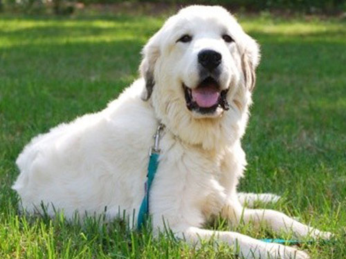 Great Pyrenees dog