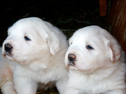 Great Pyrenees dog