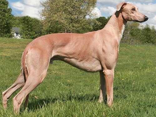 Greyhound dog