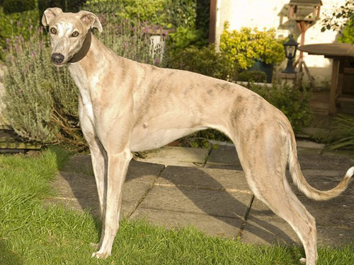 Greyhound dog
