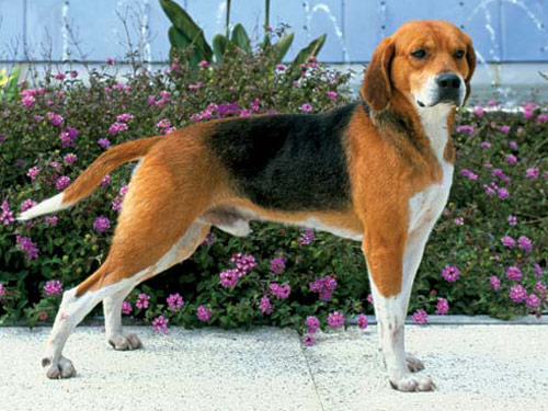 Harrier dog pictures