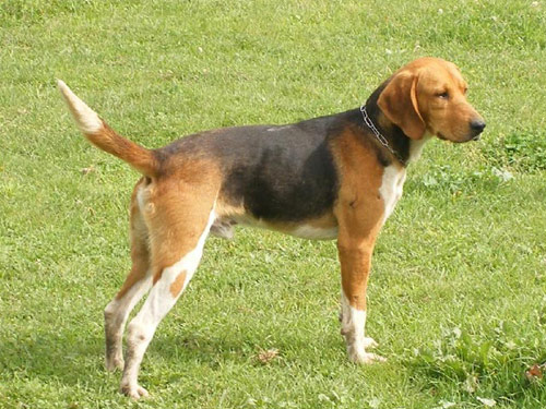 Harrier dog pictures