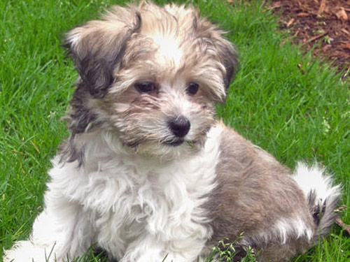 Havanese dog