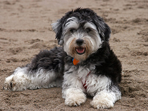 Havanese dog pictures