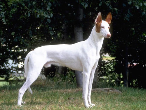Ibizin Hound dog