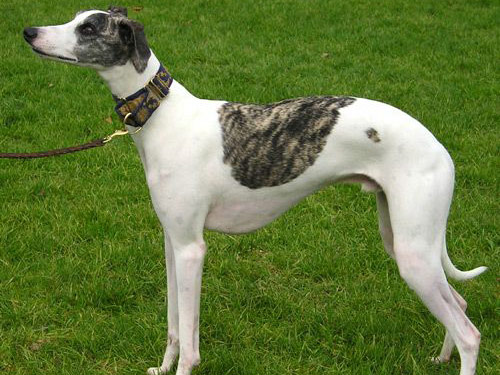 Ibizin Hound dog