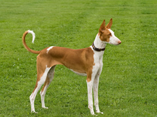 Ibizin Hound dog
