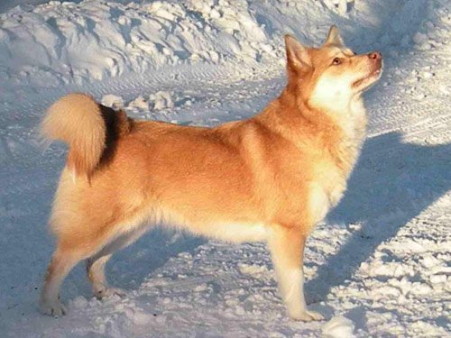 Icelandic Sheepdog dog pictures