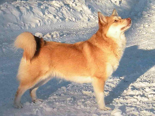 Icelandic Sheepdog dog
