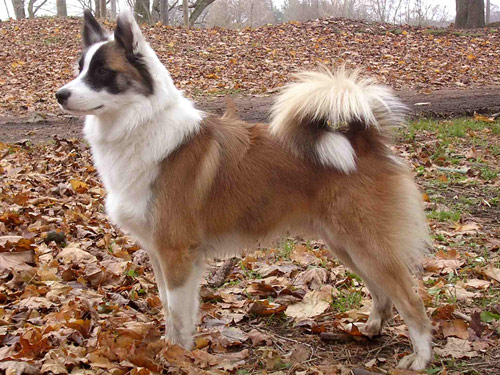 Icelandic Sheepdog dog pictures