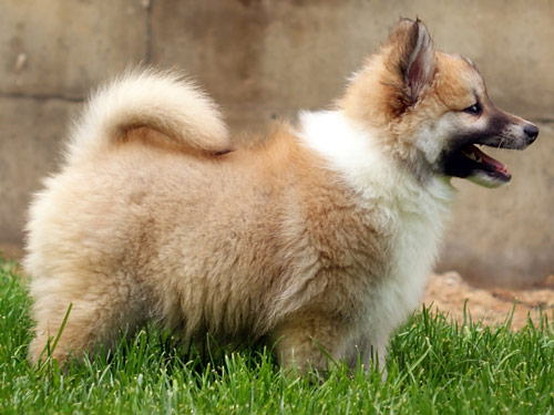 Icelandic Sheepdog dog