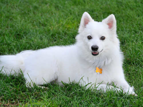 American Eskimo  dog