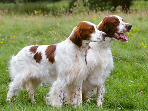 Irish Red and White Setter dog pictures