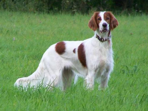 Irish Red and White Setter dog pictures