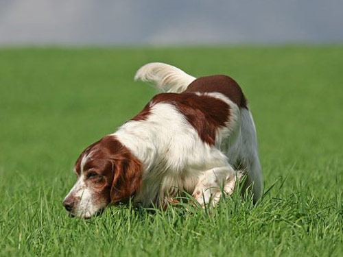 Irish Red and White Setter dog pictures