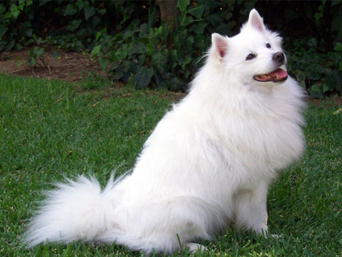American Eskimo  dog