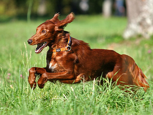Irish Setter dog pictures