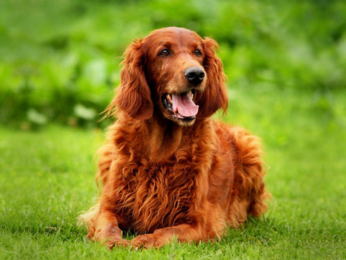 Irish Setter dog pictures