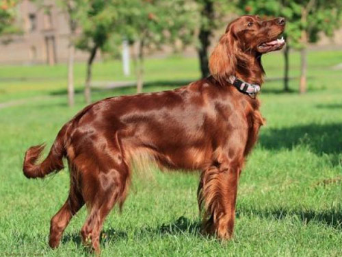 Irish Setter dog pictures