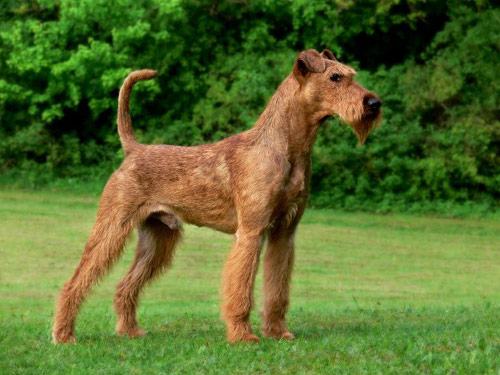 Irish Terrier dog pictures