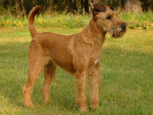 Irish Terrier dog pictures