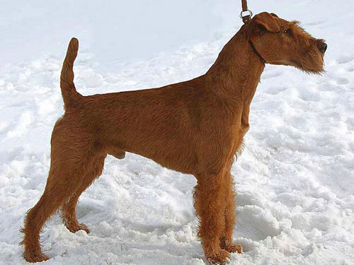 Irish Terrier dog pictures
