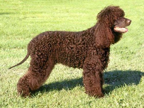 Irish Water Spaniel dog pictures