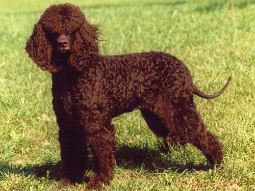 Irish Water Spaniel dog pictures