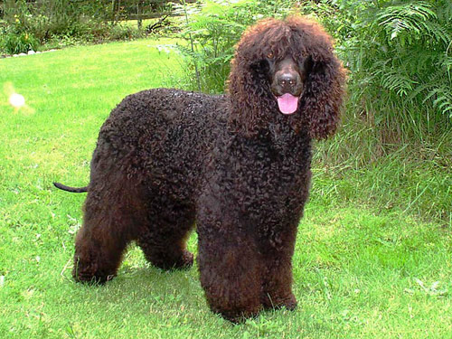 Irish Water Spaniel dog