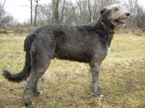Irish Wolfhound dog