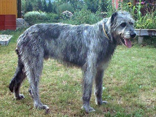 Irish Wolfhound dog
