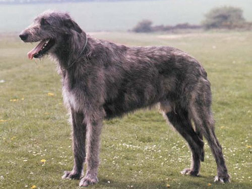 Irish Wolfhound dog