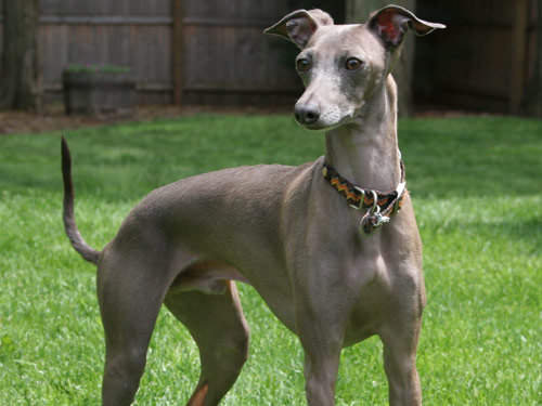 Italian Greyhound dog