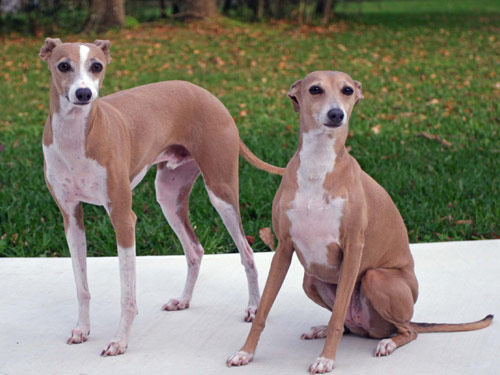 Italian Greyhound dog pictures