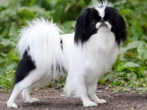 Japanese Chin dog