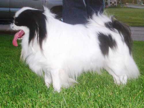 Japanese Chin dog