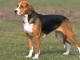 American Foxhound dog