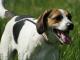 American Foxhound dog